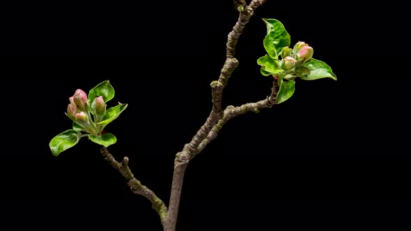 Time Lapse of Flowering Apple Tree Flowers