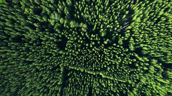 Aerial view from drone over pine forest. 4K alt