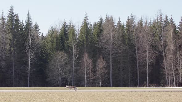 The family dog leading the way, a mother and two children cycle in the countryside alt