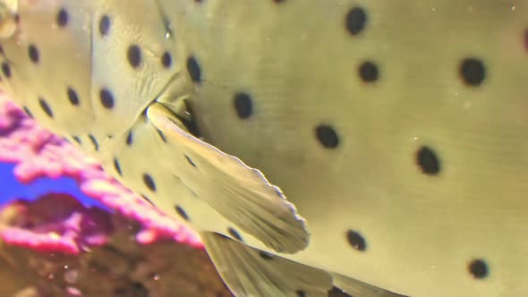 Humpback Grouper or Panther Grouper alt