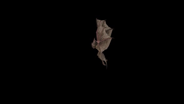 Bat Fly