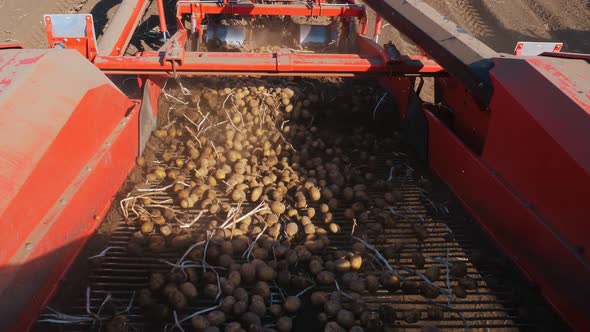 Potato Harvesting alt