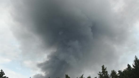 Black smoke rising from the burn forest. Birds are stressed Fire deforestation accident