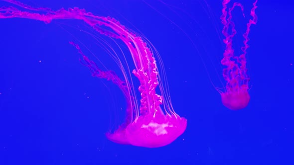 underwater jellyfish