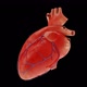Beating Heart Rotation Animation - VideoHive Item for Sale