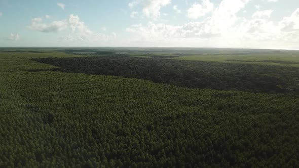 High altitude aerial landscape of a gum tree forest on a sunny day with clouds in the sky alt