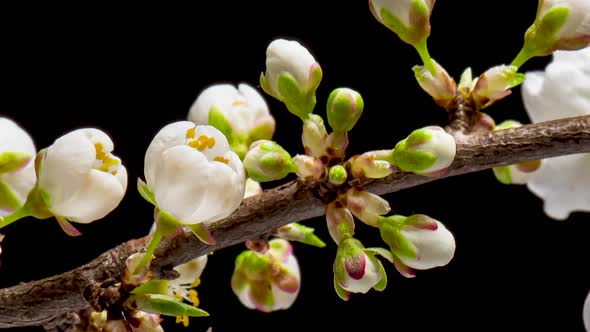 Time Lapse of Flowering Cherry Flowers alt