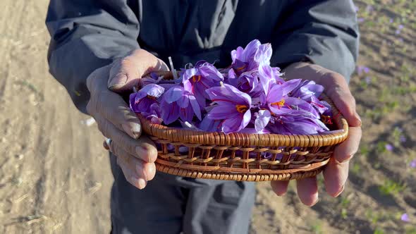 A Basket of Beautiful Saffron Crocus In the Hands of a Local Old Man