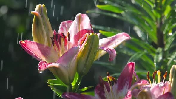 Pink Lily Flower Under Rain alt