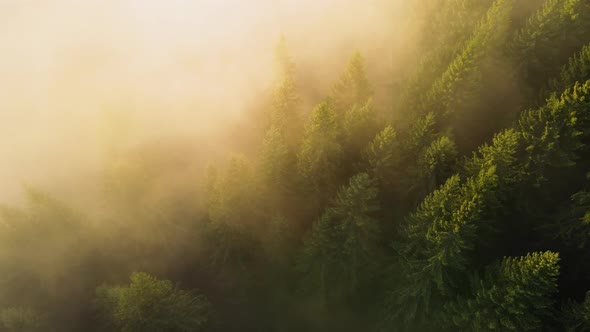 Aerial View of Brightly Illuminated with Sunlight Beams Foggy Dark Forest with Pine Trees at Autumn alt