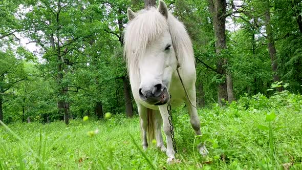 White horse grazing eating grass