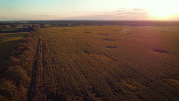 Aerial field of blooming rapeseed with a sunset on the background