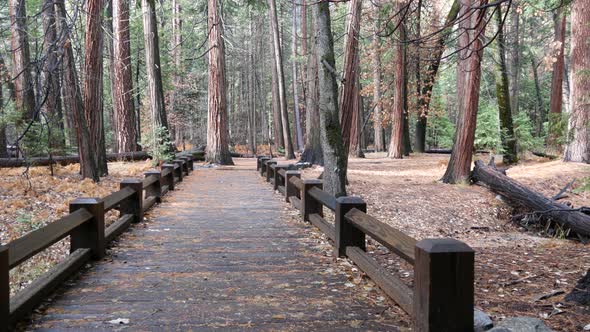 Wooden Catwalk Bridge in Autumn California Forest