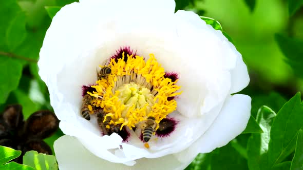 Bee collects nectar from blossoming peony flower. Honeybees on the pink flowers of a tree peony alt
