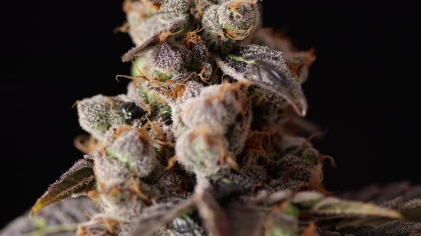 Macro Weed Bud Crystals Turning Slow On Black Background alt