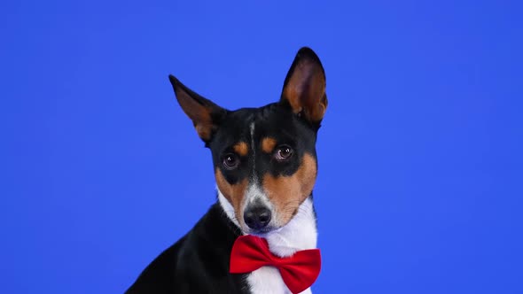 Charming Basenji in a Red Bow Tie Sits in the Studio on a Blue Background alt