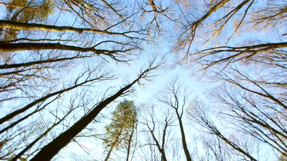 Spring Forest Sunny Day