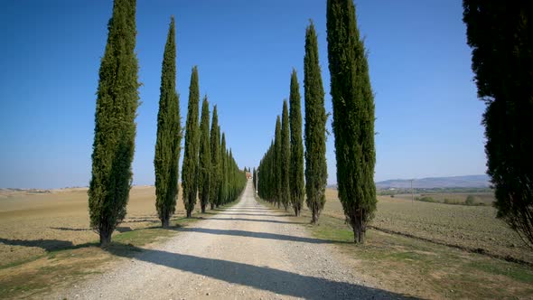 Cypress Trees Row Along Tuscany Road  Driver POV alt
