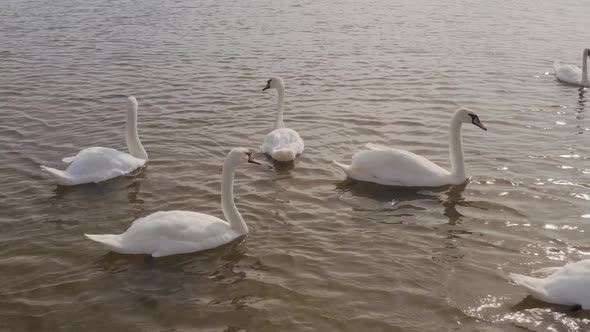 Aerial Video White Swans on a Lake in the Wild alt