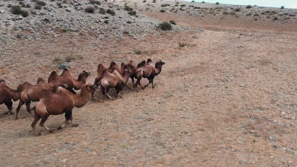 Bactrian Camel in the Gobi Desert Mongolia alt