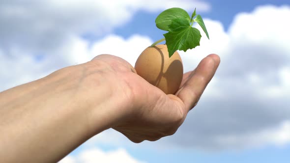 Hand Holding Green Plant Sprout Growing in Egg, Against Blue Sky Background, New Life, Germinatio