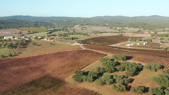 Aerial Footage of Lush Rural Landscape with Organic Vegetation alt