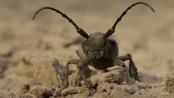 Weaver Beetle Lamia Textor with Long Horn Macro Summer Daylight alt