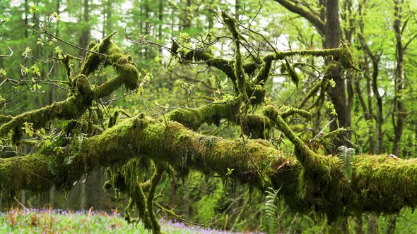 Old Moss Covered Branch