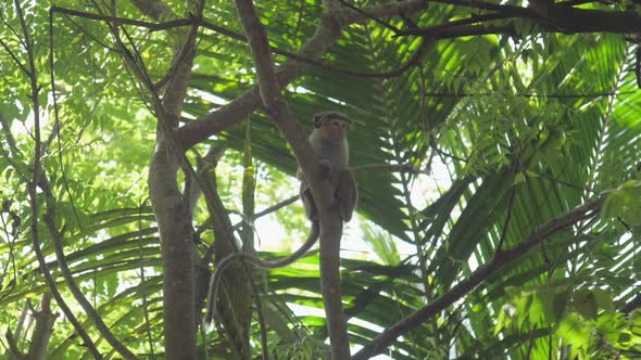 Toque Macaque Sits on Lush Green Tropical Tree Eating Fruit alt