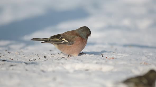 The songbird finch eats seeds brought by man in winter. Help birds winter. Fringilla coelebs