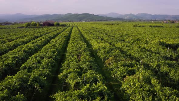 Flight Over The Italian Vineyard Drone Aerial View