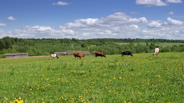 Small herd of cows grazing in green meadow