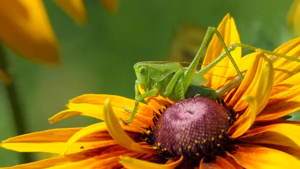 Locust Grasshopper alt