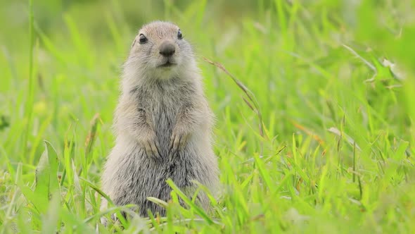 Mountain Caucasian Ground Squirrel or Elbrus Ground Squirrel Spermophilus Musicus alt
