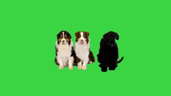 Three Dogs Isolated Lying Down on a Green Screen Chroma Key