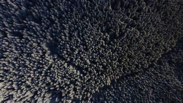 Flying above Frozen Trees. Winter Season in National Park in Germany. Aerial Top alt