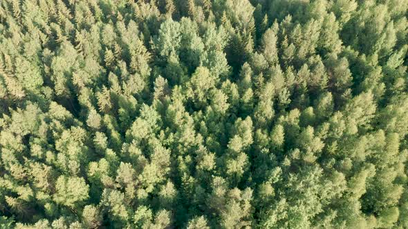 Drone Flight Over Fir Forest Treetop