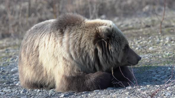 Hungry young wild Kamchatka brown bear lies on stones and looking around