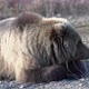 Hungry young wild Kamchatka brown bear lies on stones and looking around - VideoHive Item for Sale