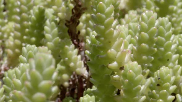 Succulent2 Backgrownd