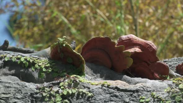 Close up of tree fungus on a large branch with tree behind it alt