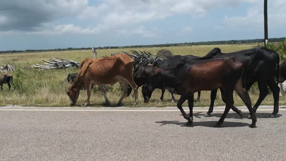 Herd of African Humpback Cows Walking at the Side of the Asphalt Road Zanzibar alt