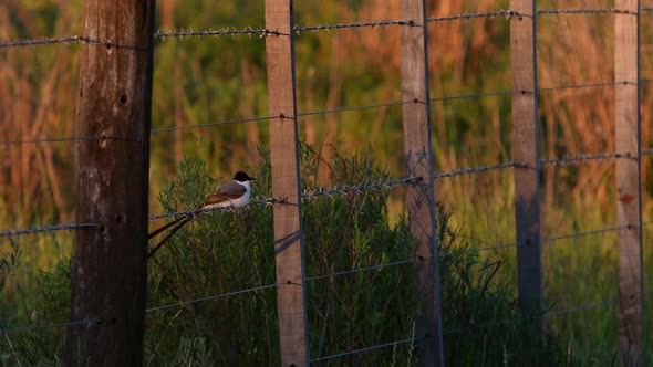 Fork-tailed Flycatcher (Tyrannus savana) is seen perched on a wire fence in the field during golden alt