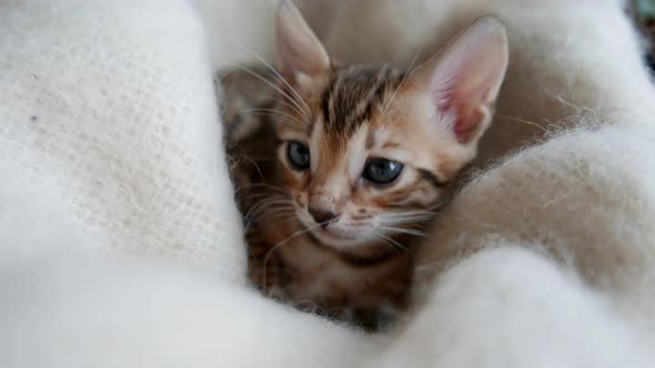 Portrait of a Beautiful Bengal Kitten on a White Blanket