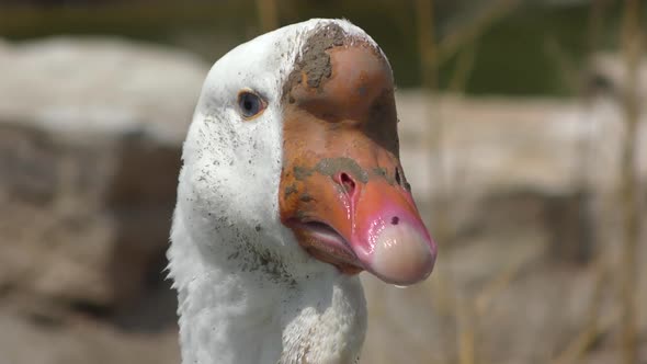 A close-up view of an African goose alt
