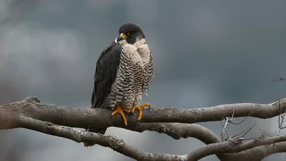 Peregrine Falcon Video Clip alt
