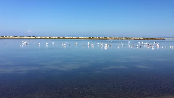 Flock of Flamingos Assembling Before Migration