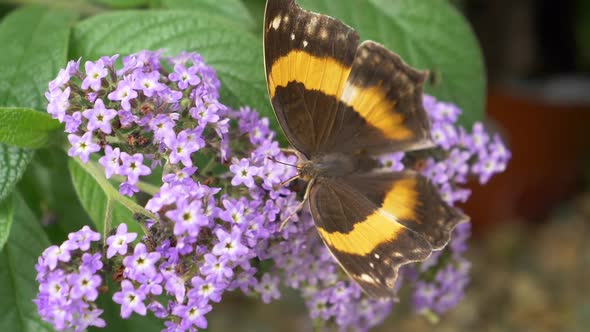 Macro close up of busy Monarch Butterfly resting on flower bed in garden during summer day alt