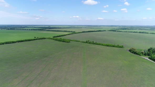 Young Fields of Grain Separated By Forest Belts, Russia