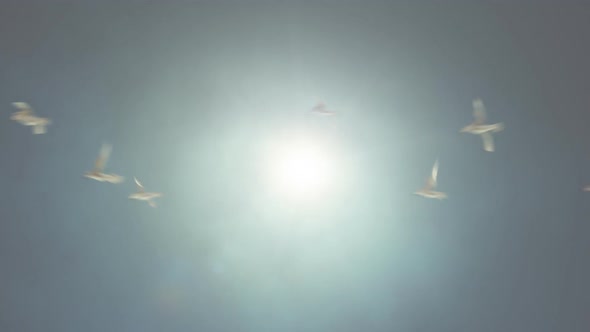 Birds Flying Against the Sun Loop